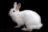 adoptable Rabbit in brea, CA named Rapunzel