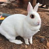 adoptable Rabbit in Brea, CA named Cinnabun