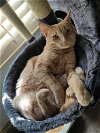 adoptable Cat in brea, CA named Ginger