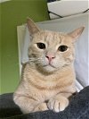 adoptable Cat in brea, CA named Scar