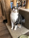 adoptable Cat in brea, CA named Anastasia