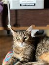 adoptable Cat in brea, CA named Steve