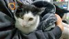 adoptable Cat in brea, CA named Kylo Ren
