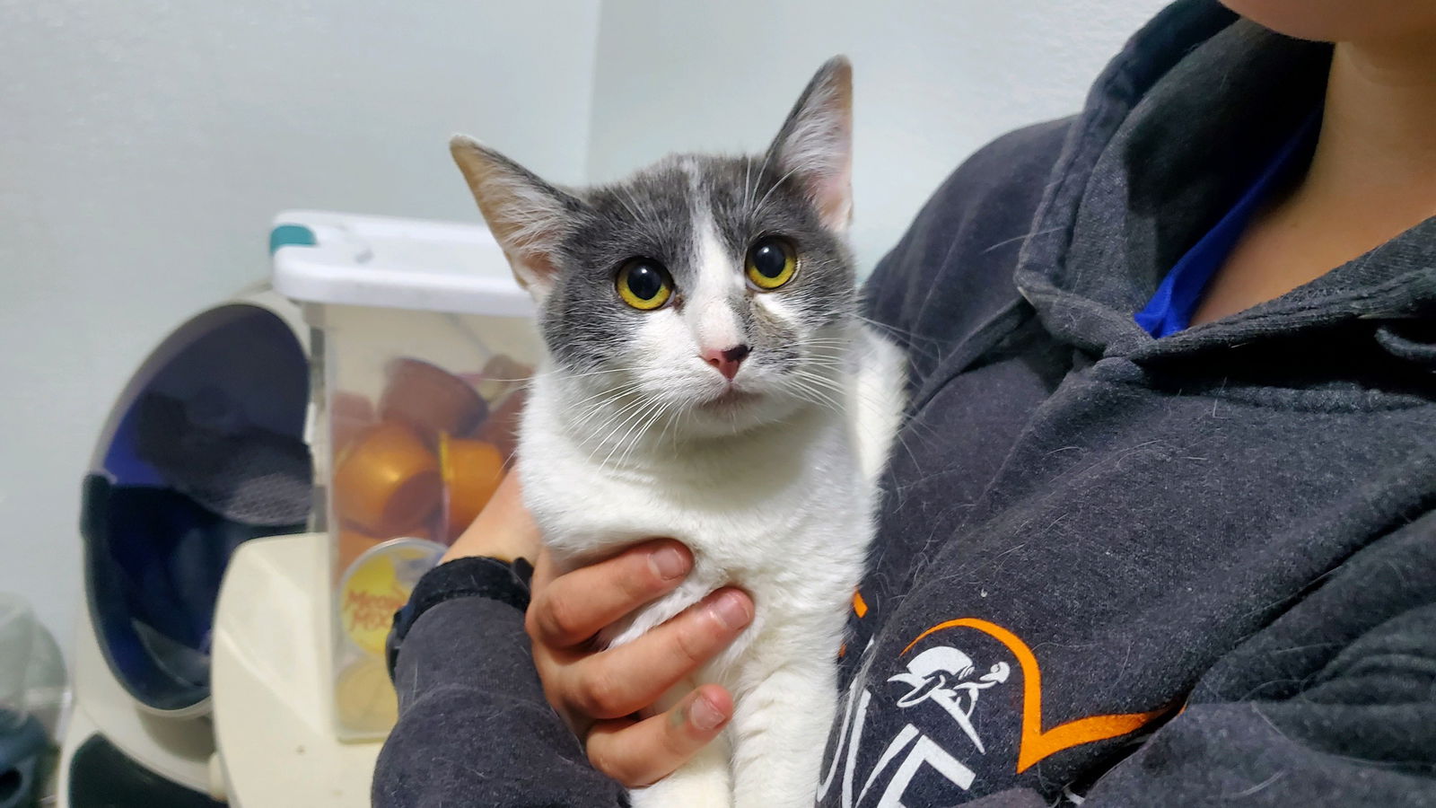 adoptable Cat in Brea, CA named Padme