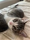 adoptable Cat in brea, CA named Simon