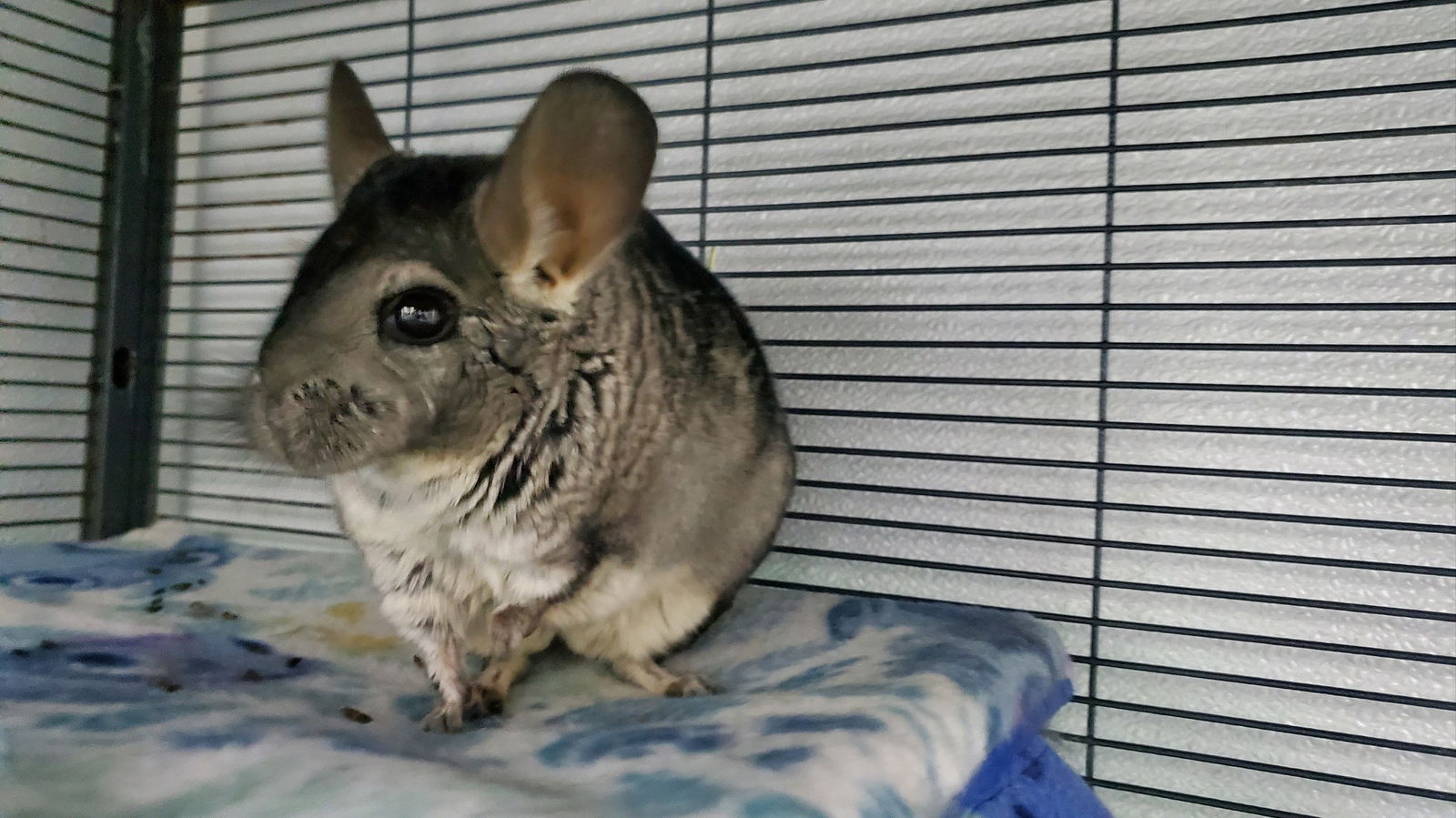 adoptable Chinchilla in Brea, CA named Edith