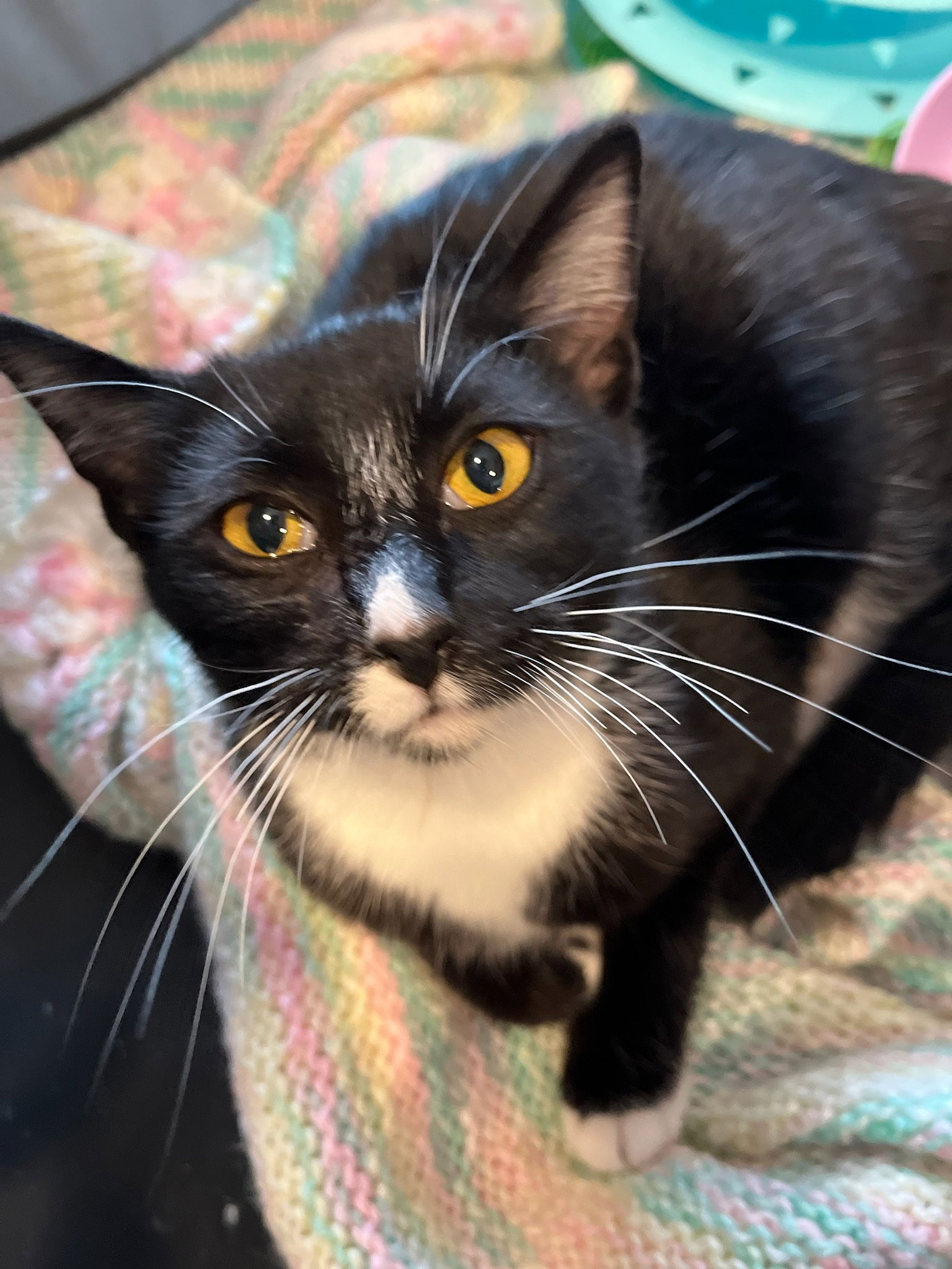 Cats for Adoption in Rancho Palos Verdes, California | Alpha Paw