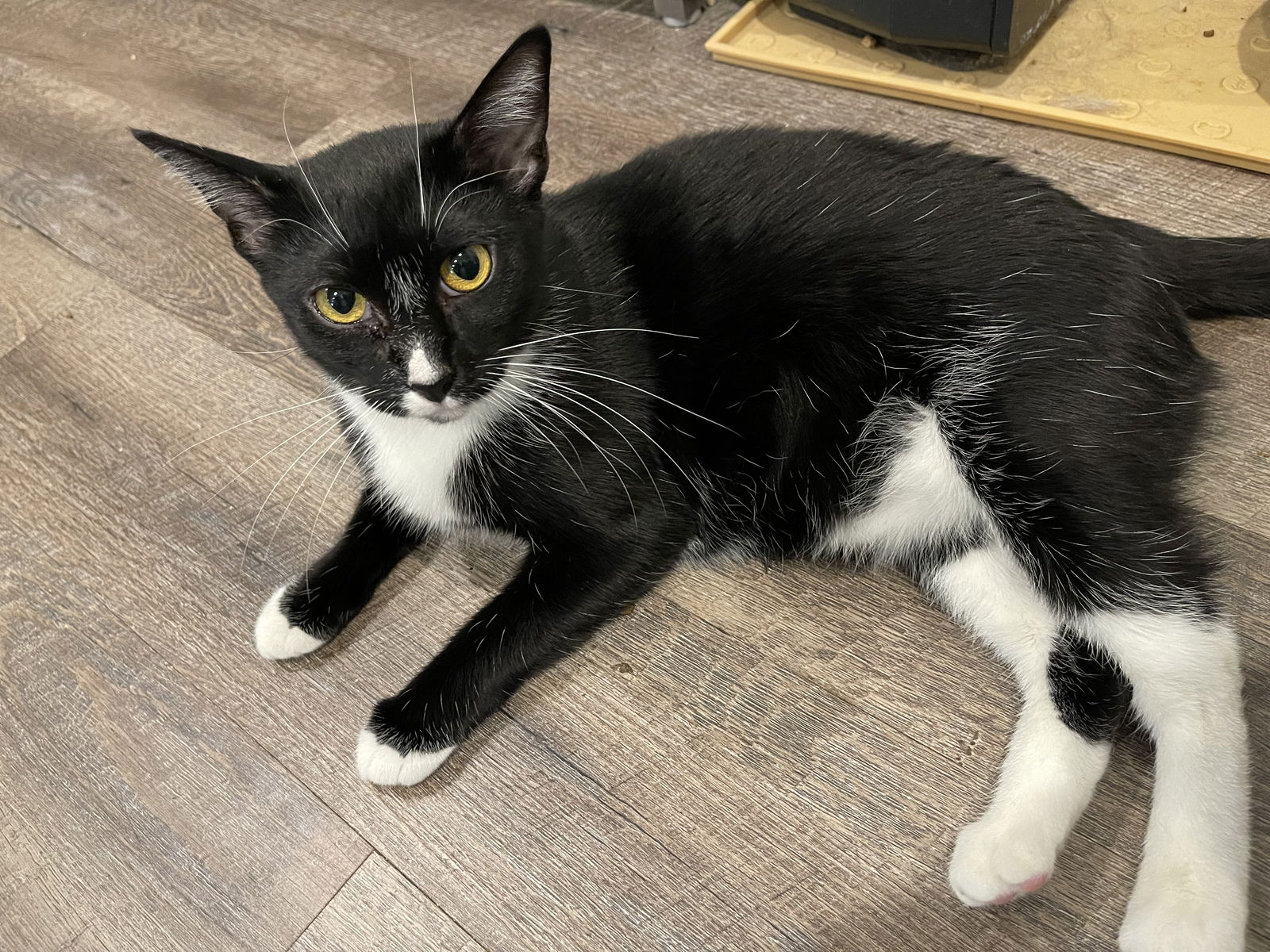 adoptable Cat in Brea, CA named Reya