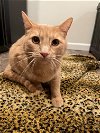 adoptable Cat in brea, CA named Bernard
