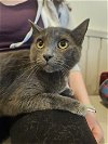 adoptable Cat in brea, CA named Teddy