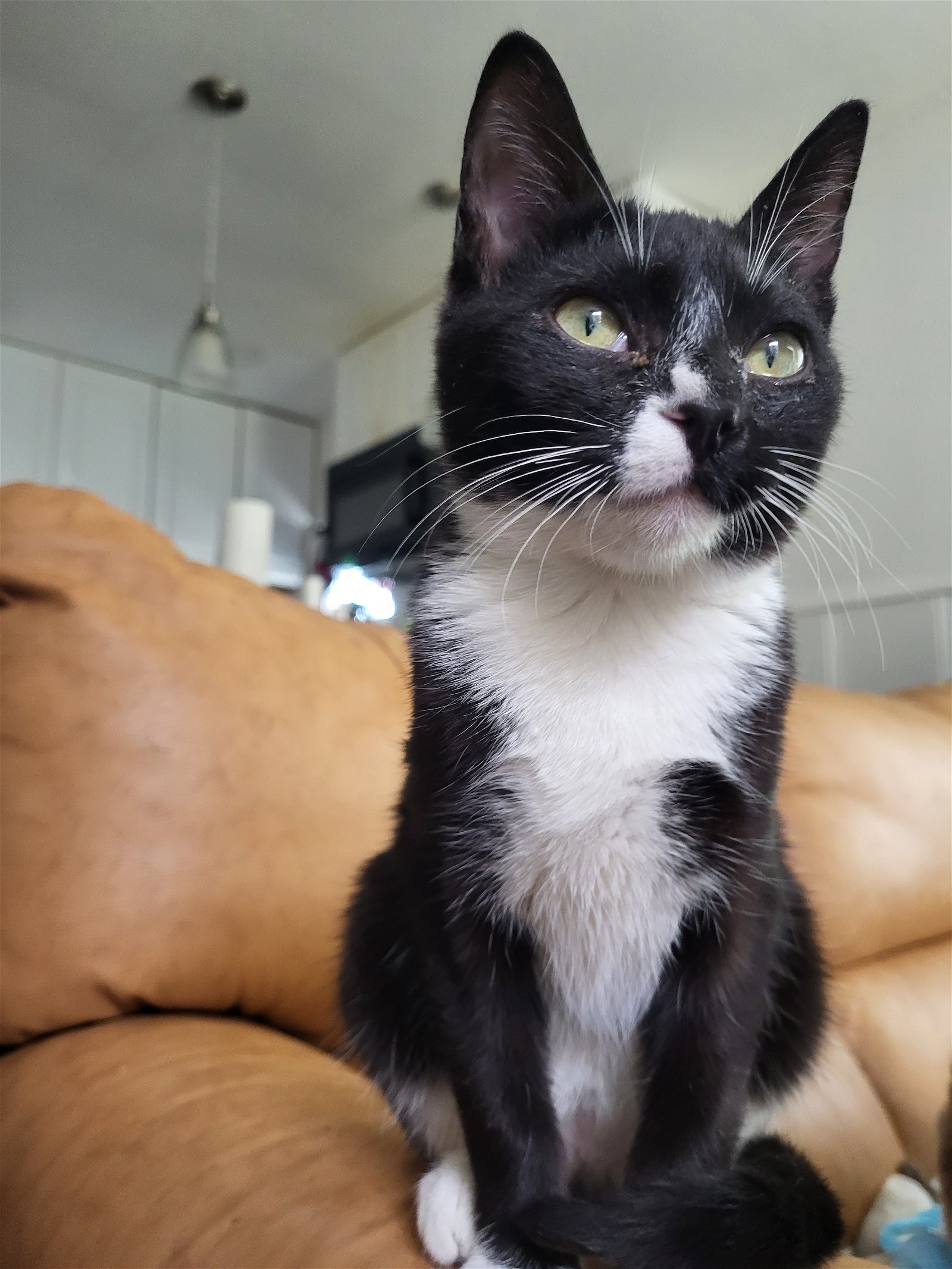 adoptable Cat in Brea, CA named Stallone