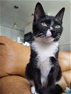 adoptable Cat in brea, CA named Stallone