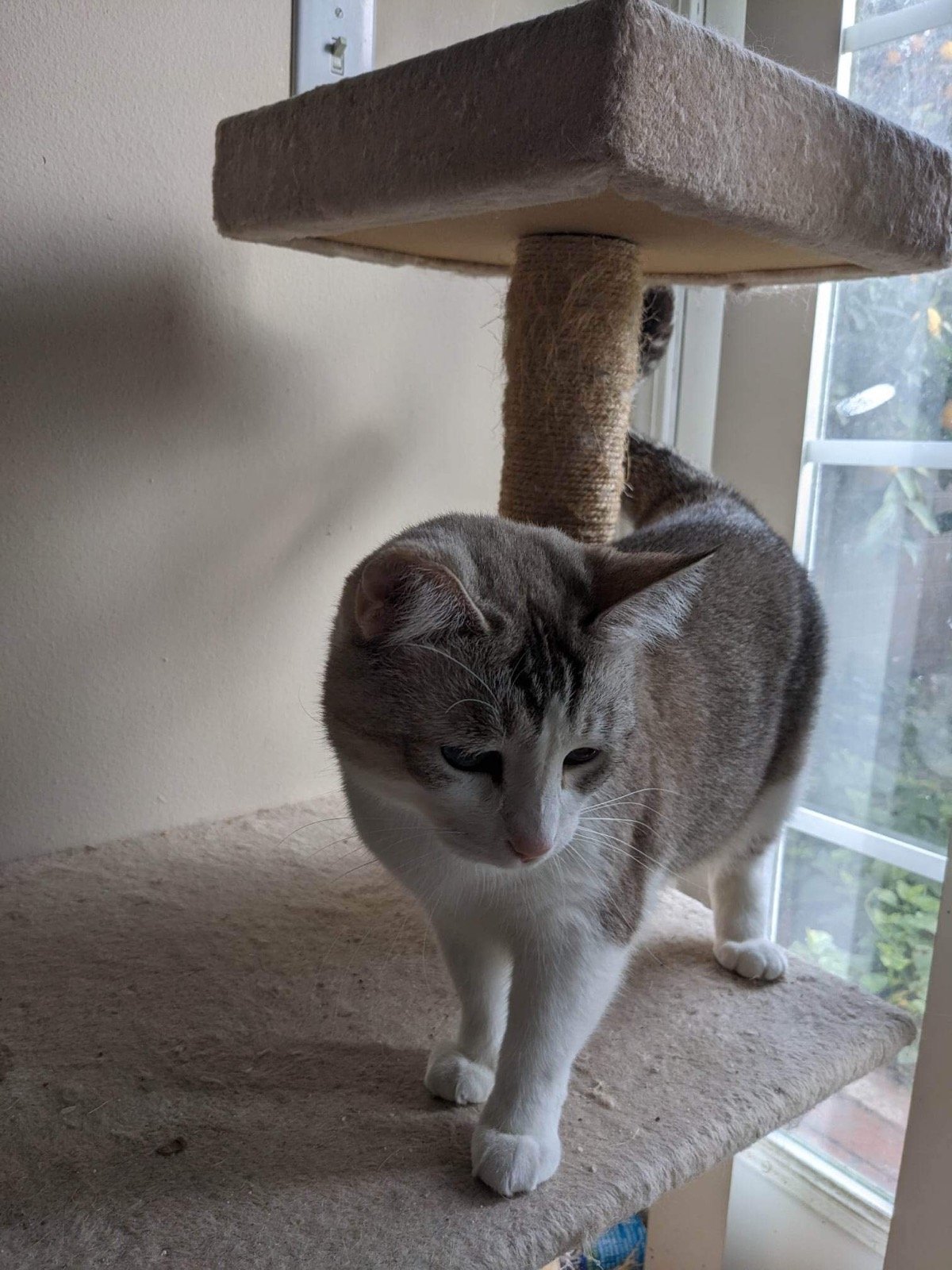 adoptable Cat in Brea, CA named Azula