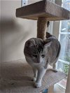 adoptable Cat in brea, CA named Azula