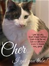 adoptable Cat in  named Cher