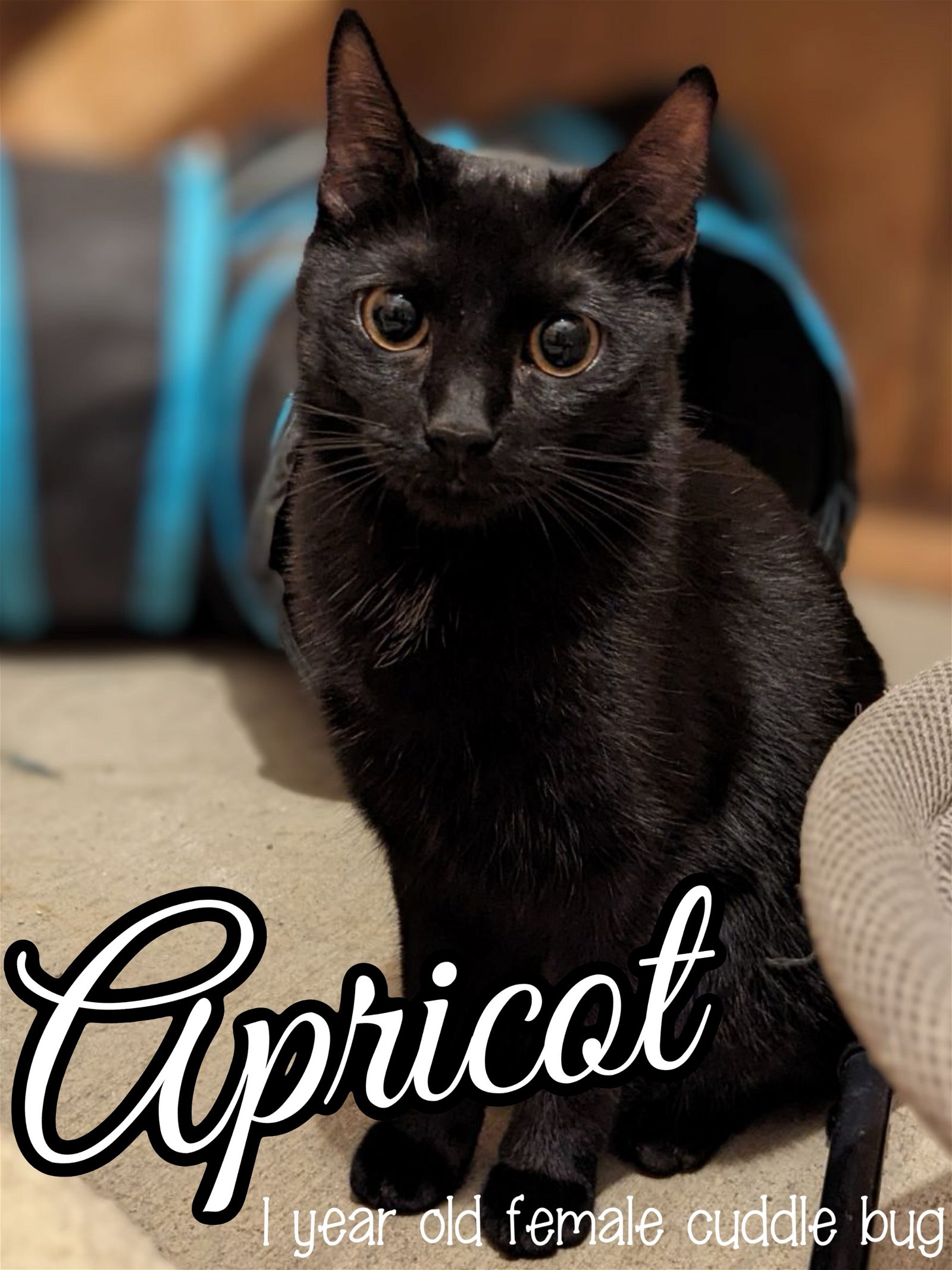 adoptable Cat in Brea, CA named Apricot