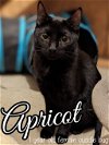 adoptable Cat in brea, CA named Apricot