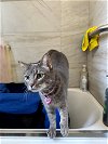 adoptable Cat in brea, CA named Perla