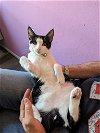 adoptable Cat in brea, CA named Sheldon