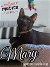 adoptable Cat in brea, CA named Mary