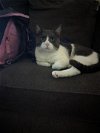 adoptable Cat in brea, CA named Grayson