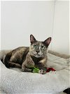 adoptable Cat in brea, CA named Amazon