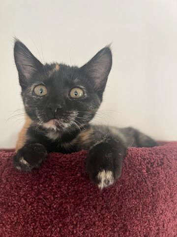 adoptable Cat in Brea, CA named Gina