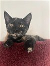 adoptable Cat in brea, CA named Gina