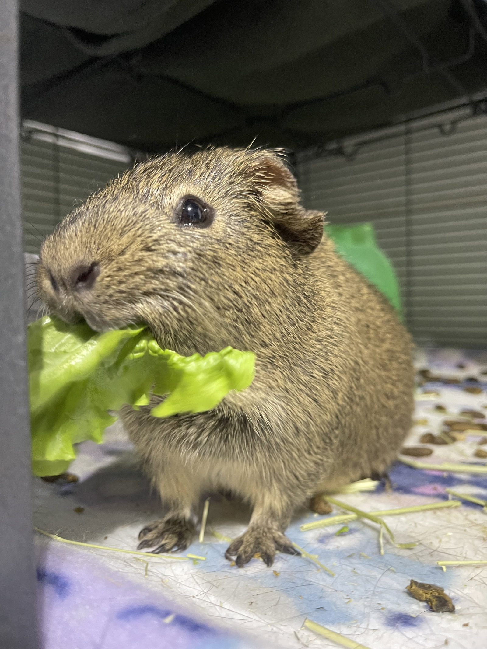 Guinea Pig adoption in Brea, CA 92822 Guinea Pig (short coat) Guinea