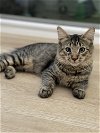 adoptable Cat in brea, CA named NSYNC