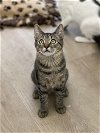 adoptable Cat in brea, CA named Justin