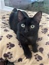 adoptable Cat in brea, CA named Caprese