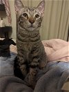 adoptable Cat in brea, CA named Aries