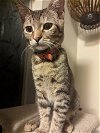 adoptable Cat in brea, CA named Gemini