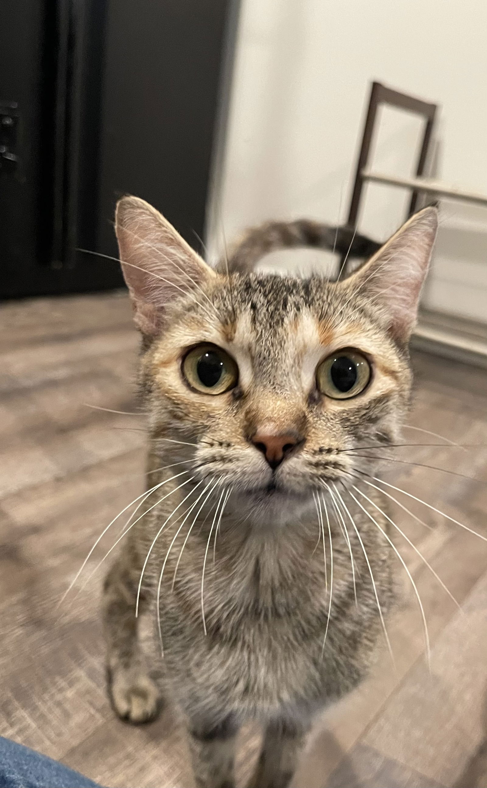 adoptable Cat in Brea, CA named Martini