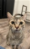 adoptable Cat in brea, CA named Martini