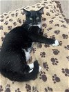 adoptable Cat in brea, CA named Suzy
