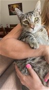 adoptable Cat in brea, CA named Nola