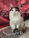 adoptable Cat in brea, CA named Sneakers
