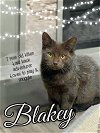 adoptable Cat in brea, CA named Blakey