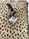 adoptable Cat in brea, CA named Strudel