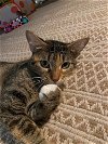 adoptable Cat in brea, CA named Fiona