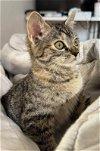adoptable Cat in brea, CA named Meechie