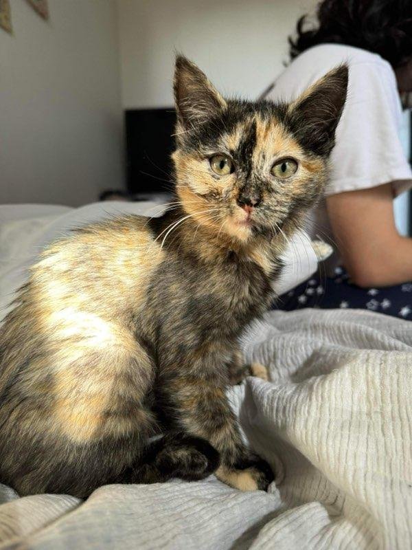 adoptable Cat in Brea, CA named Miko