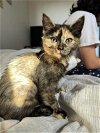adoptable Cat in brea, CA named Miko