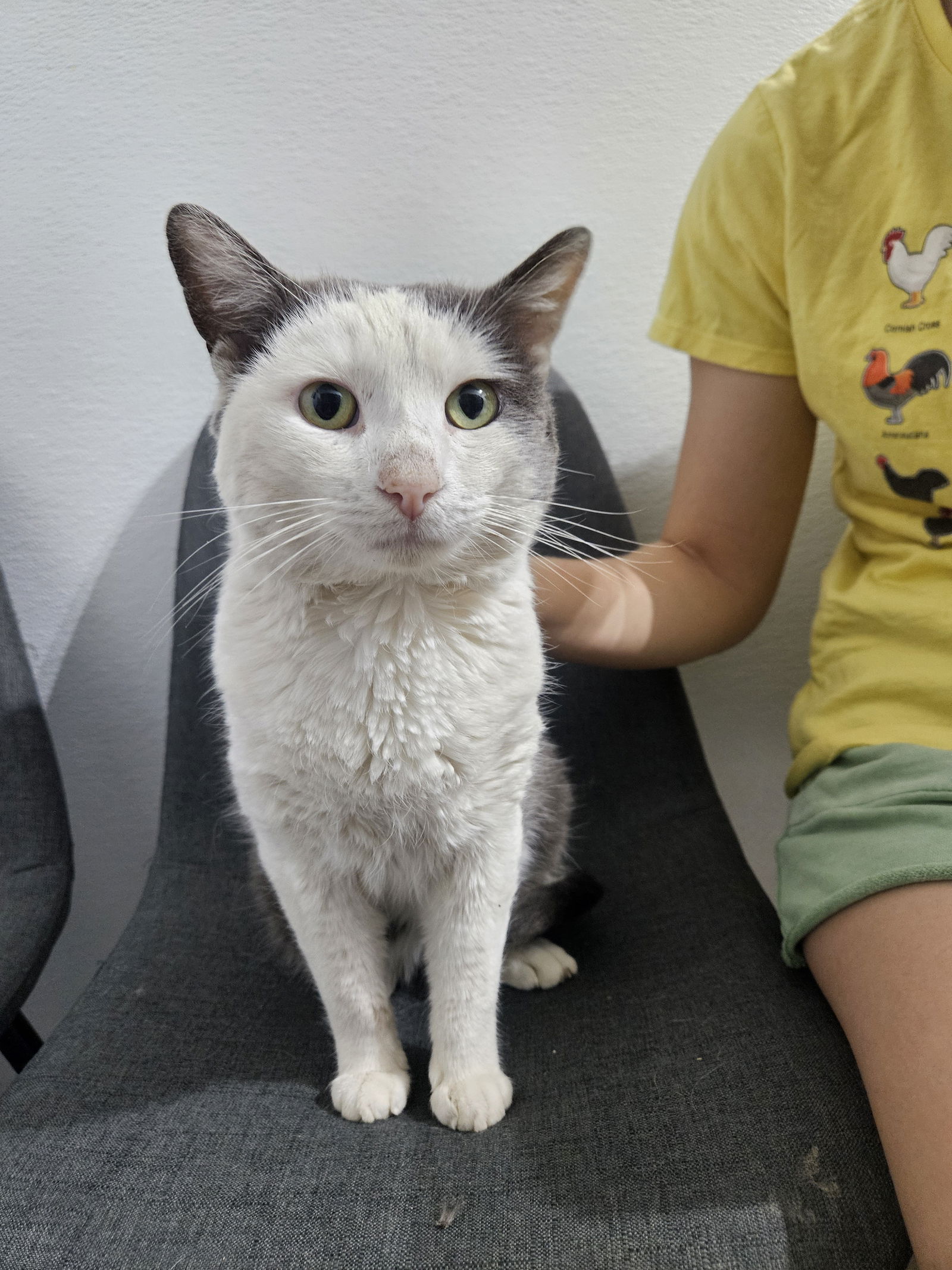 adoptable Cat in Brea, CA named Jake