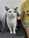 adoptable Cat in brea, CA named Jake