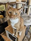 adoptable Cat in brea, CA named Pancake