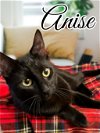 adoptable Cat in  named Anise