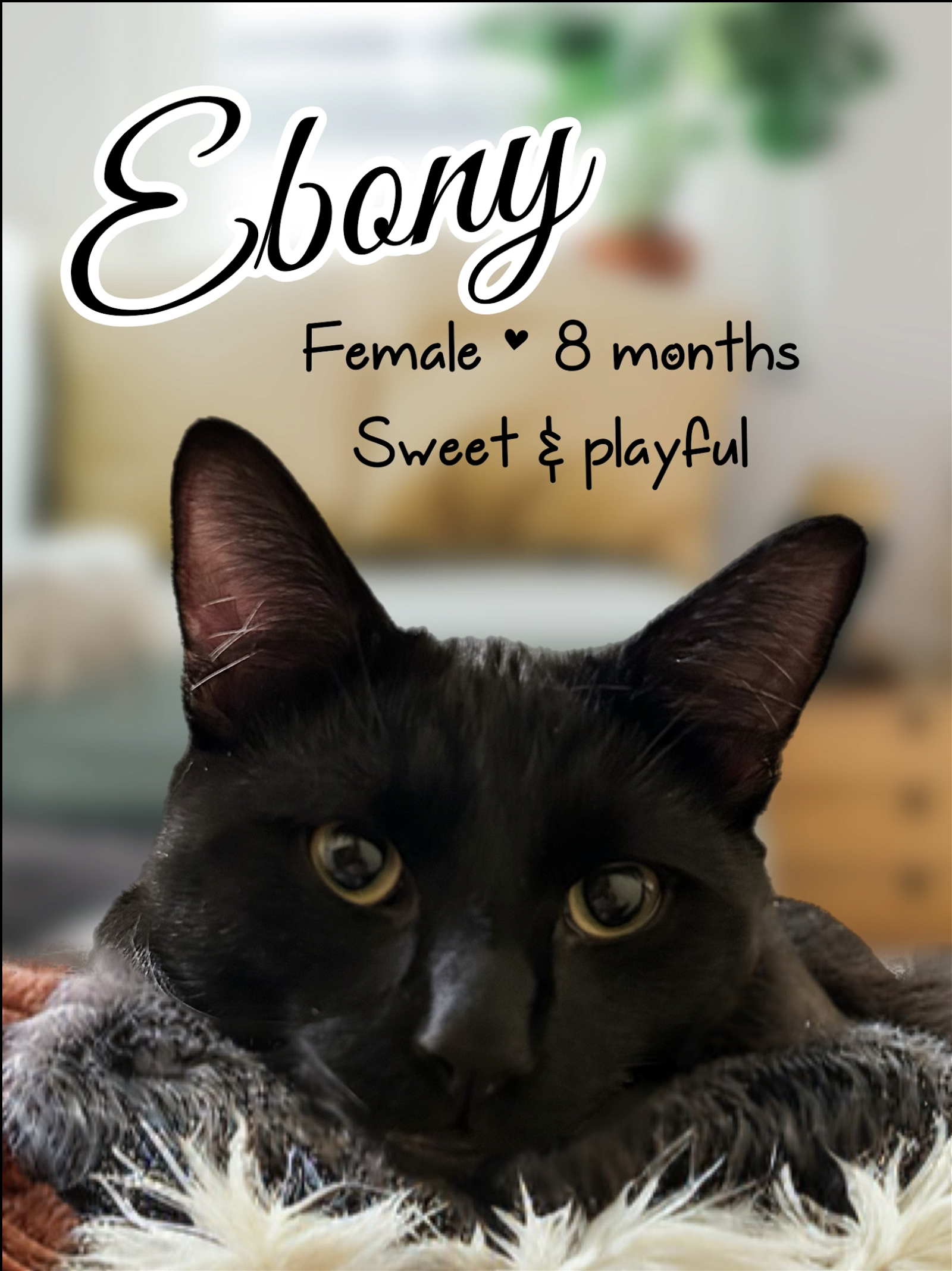 adoptable Cat in Brea, CA named Ebony